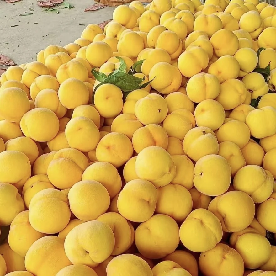 A胡-蒙阴黄桃蜜桃新鲜现摘脆甜多汁黄肉毛桃果园直发包邮