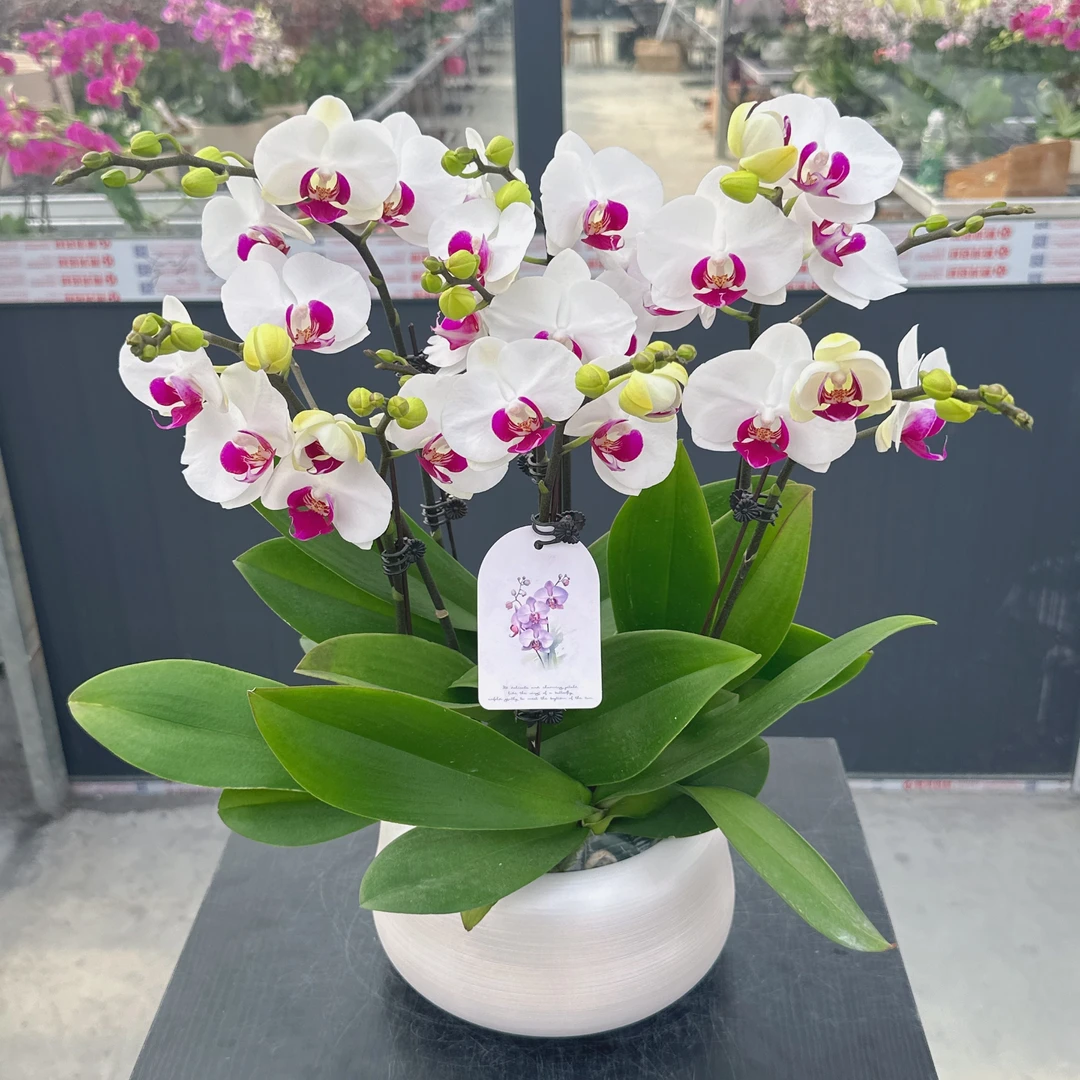 禾惠蝴蝶兰【雪玉】年宵花 花期长 带花带花苞基地直发