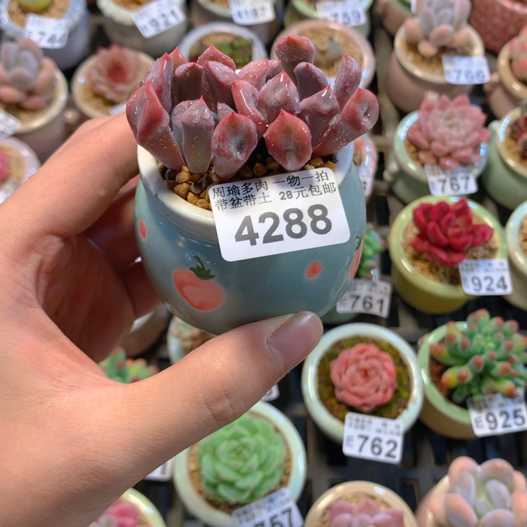 5厘米盆精控多肉4288