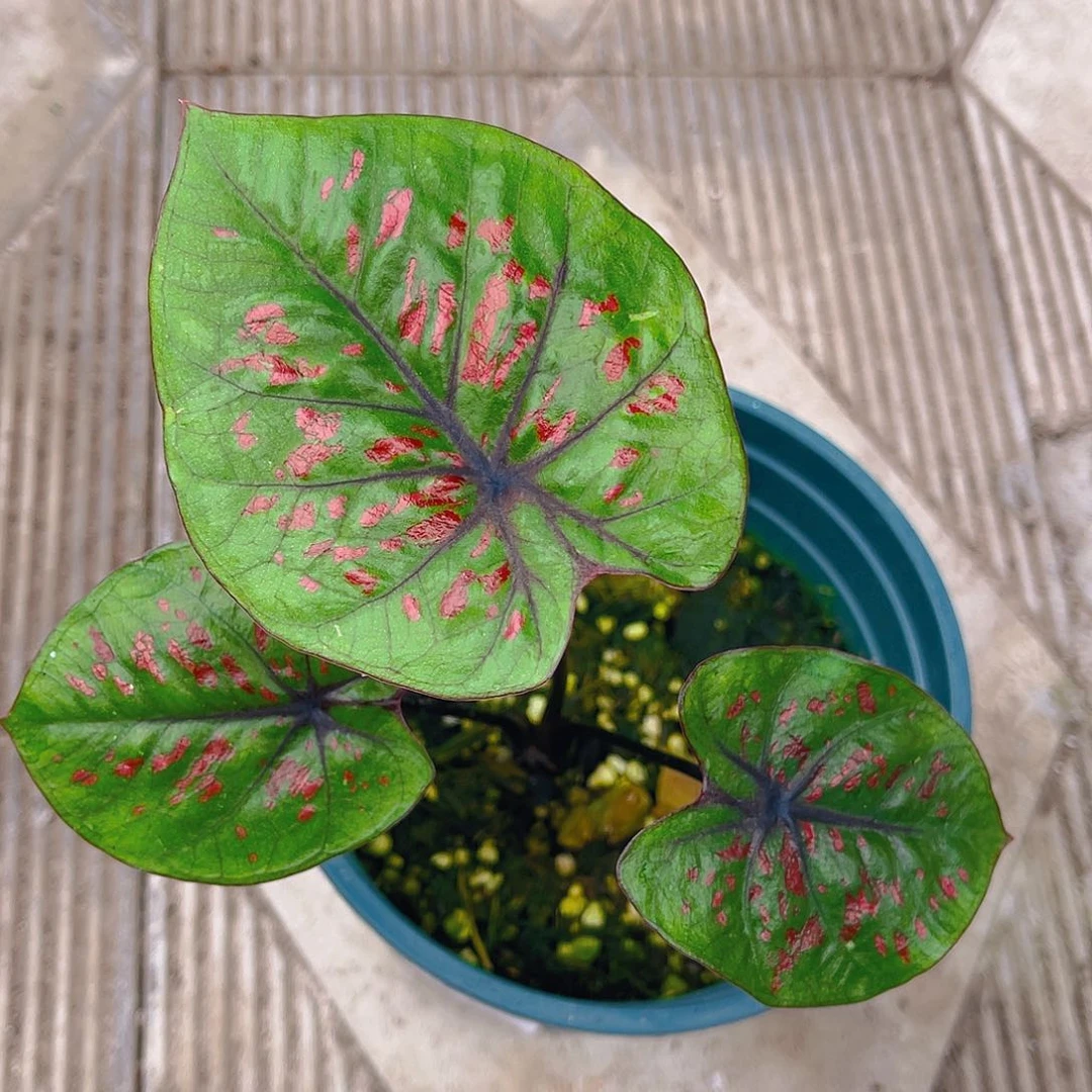 完全开放泰彩一物一拍3774