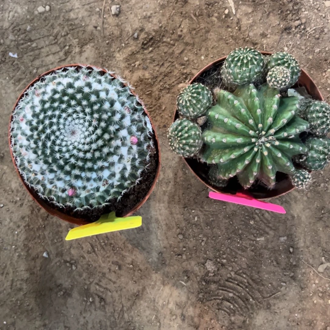 美***初哈哈哈哈哈哈哈哈哈哈