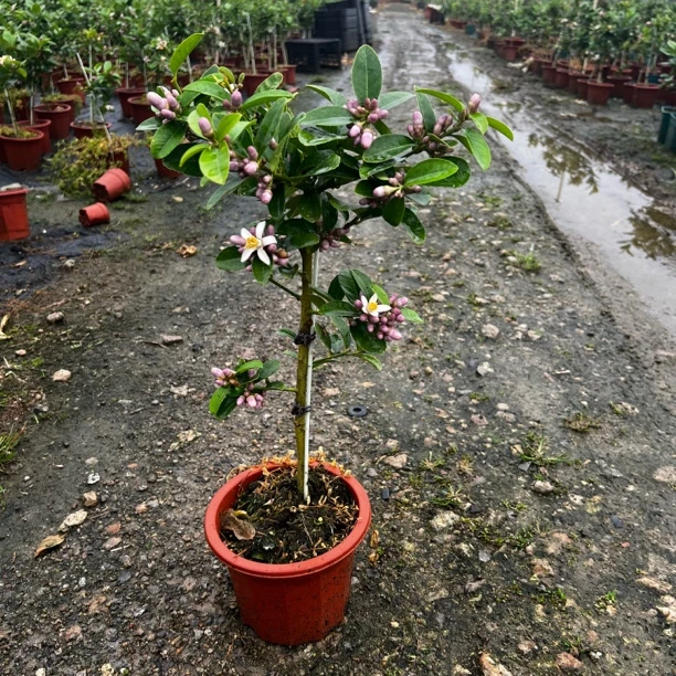 (思雨 )   原盆原土广东四季香水柠檬树苗