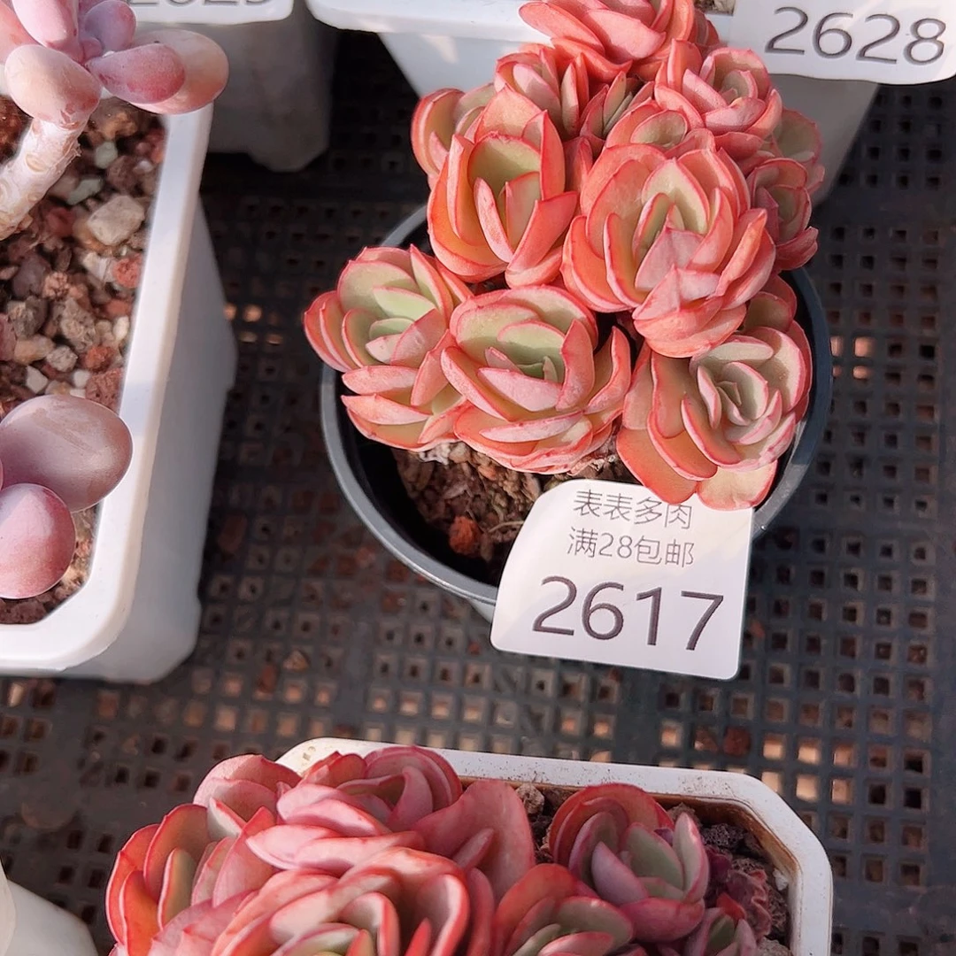 小****多肉一物一拍植物2617