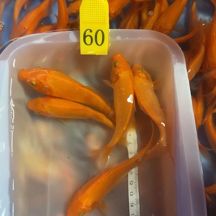 渔场直发福利60五条