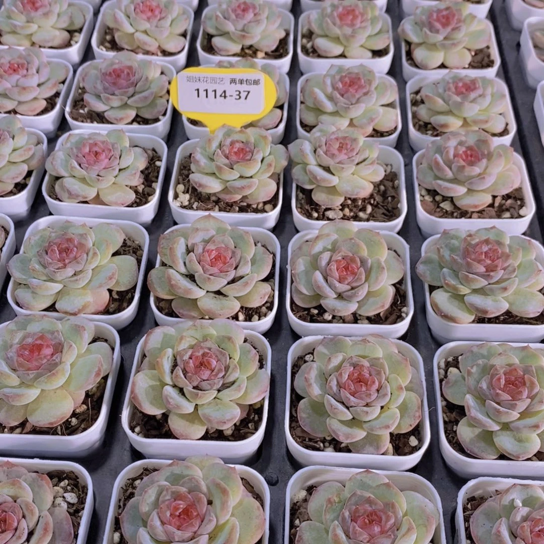 1114-37-精品葡萄珍妮单头一个