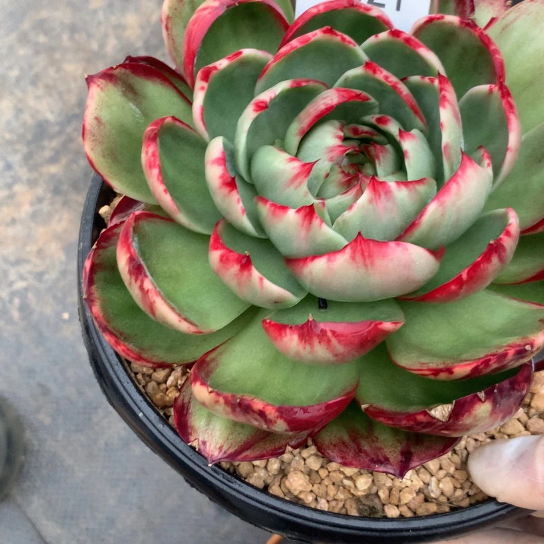 3021一物一拍15厘米