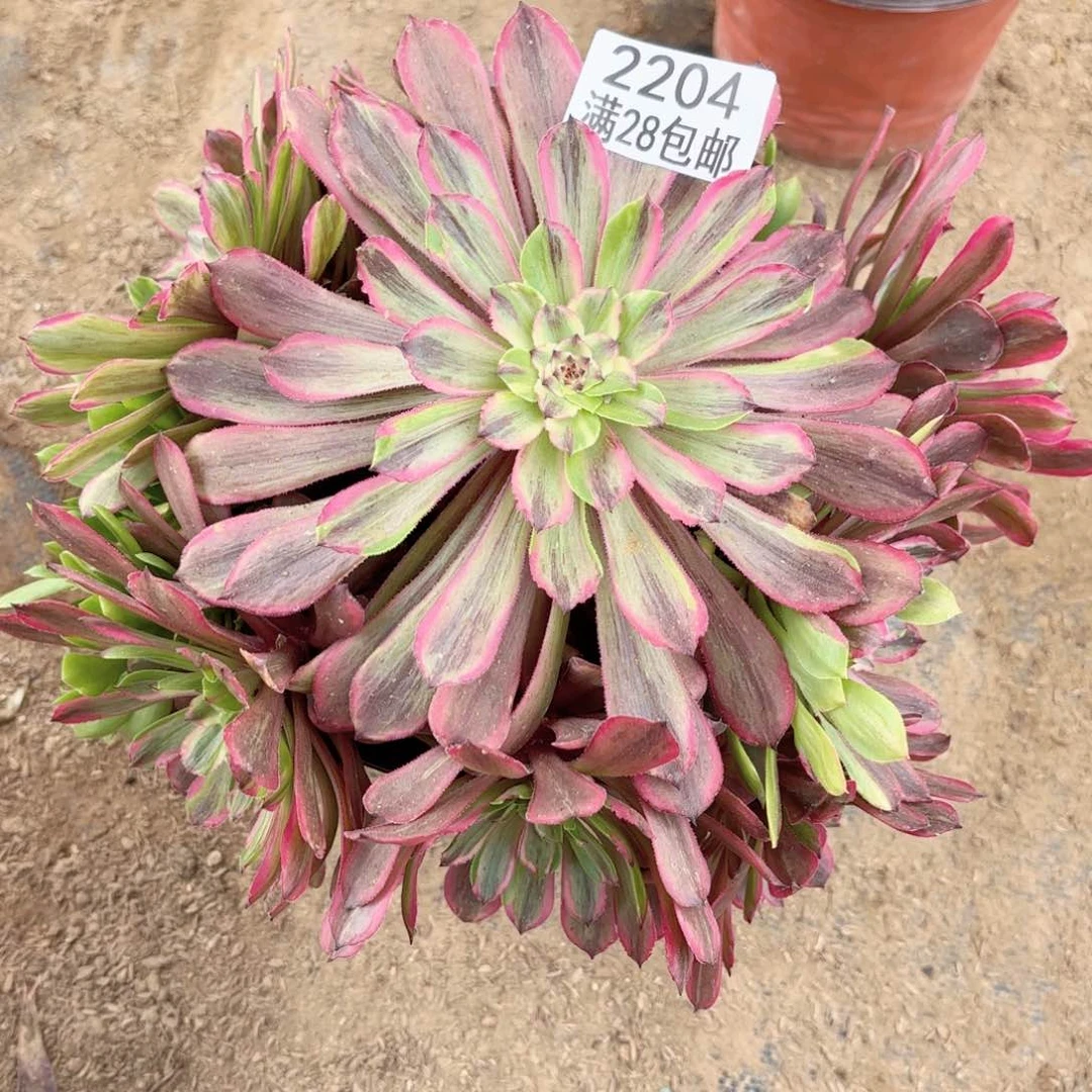 M.     2204花脸粉带多肉