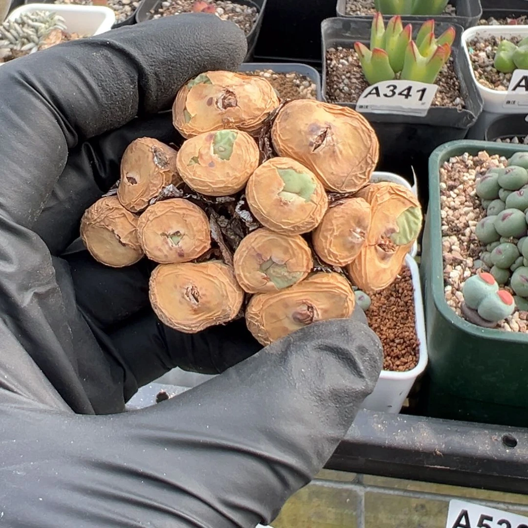 545号大型嘟嘟嘴盲盒。