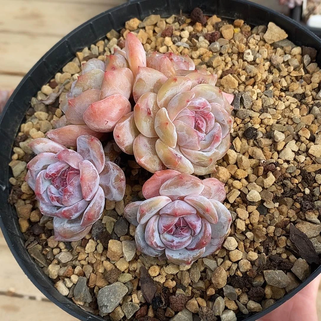 黄底五头包脸粉嫩