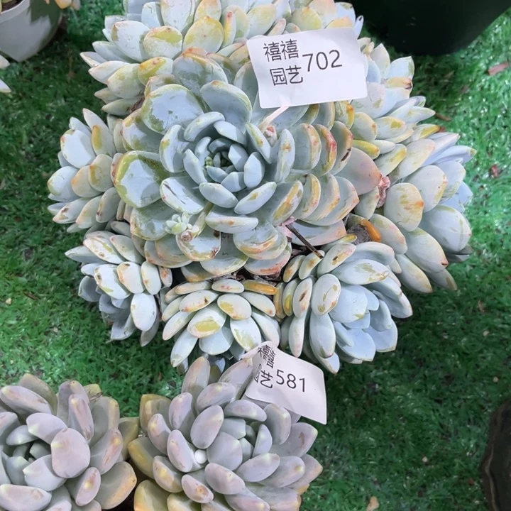 ?****丶702冷香多肉植物