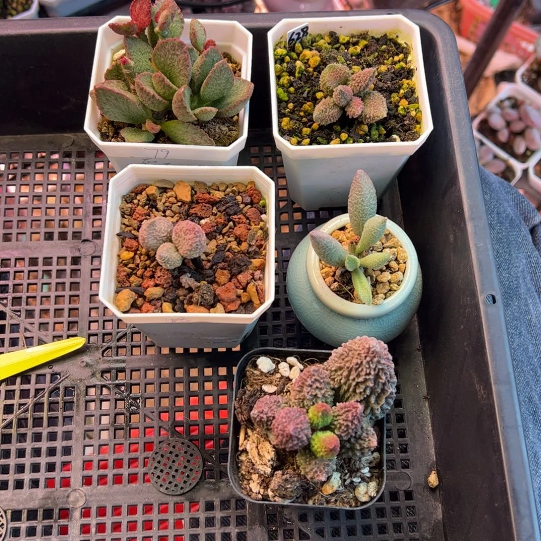 萌***g抵卷满送剩10。