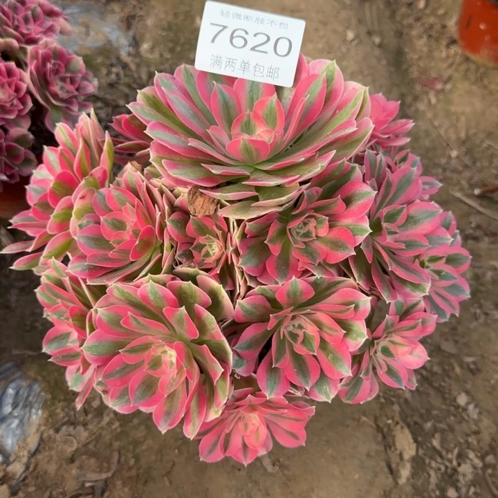 7620女巫多肉植物