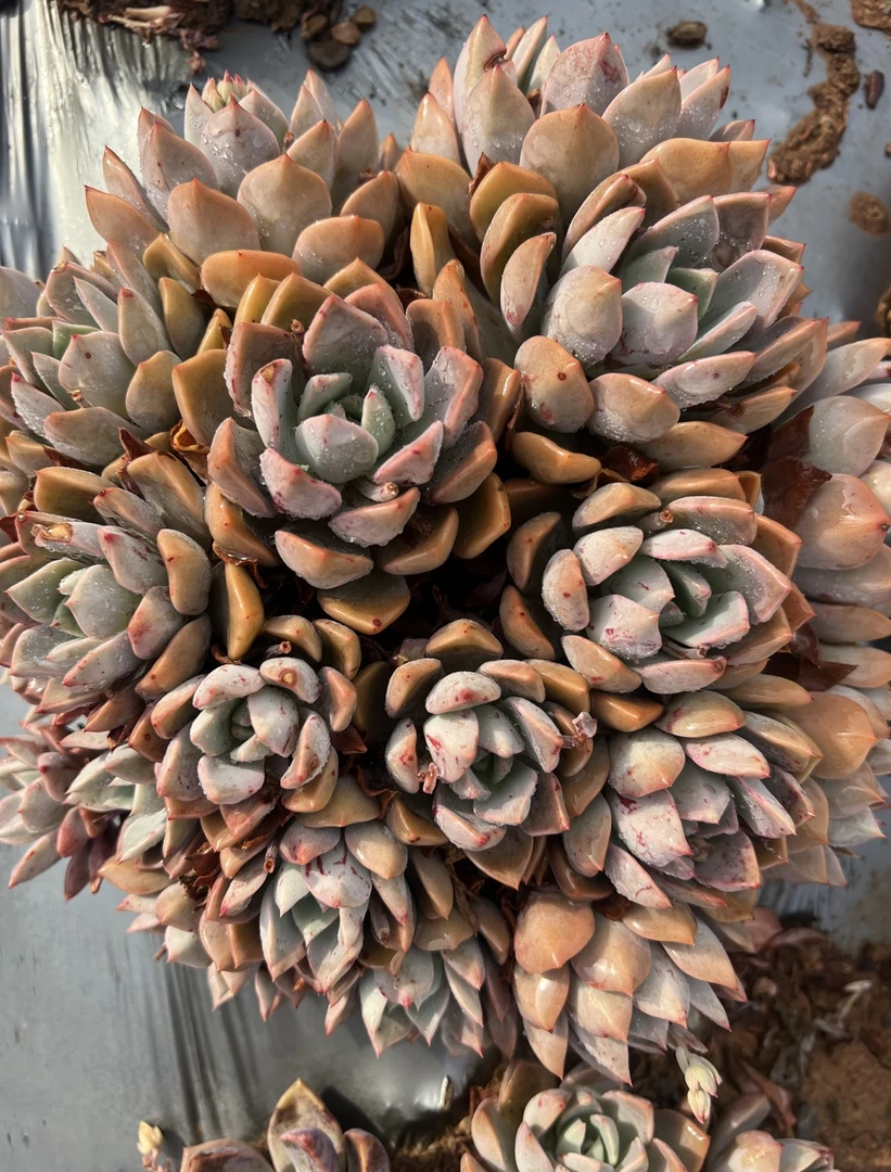 【红粉佳人】地栽红粉佳人 老桩红粉佳人多肉（轻微断枝掉叶不售后）