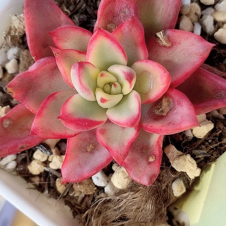 金牛座一物一拍，