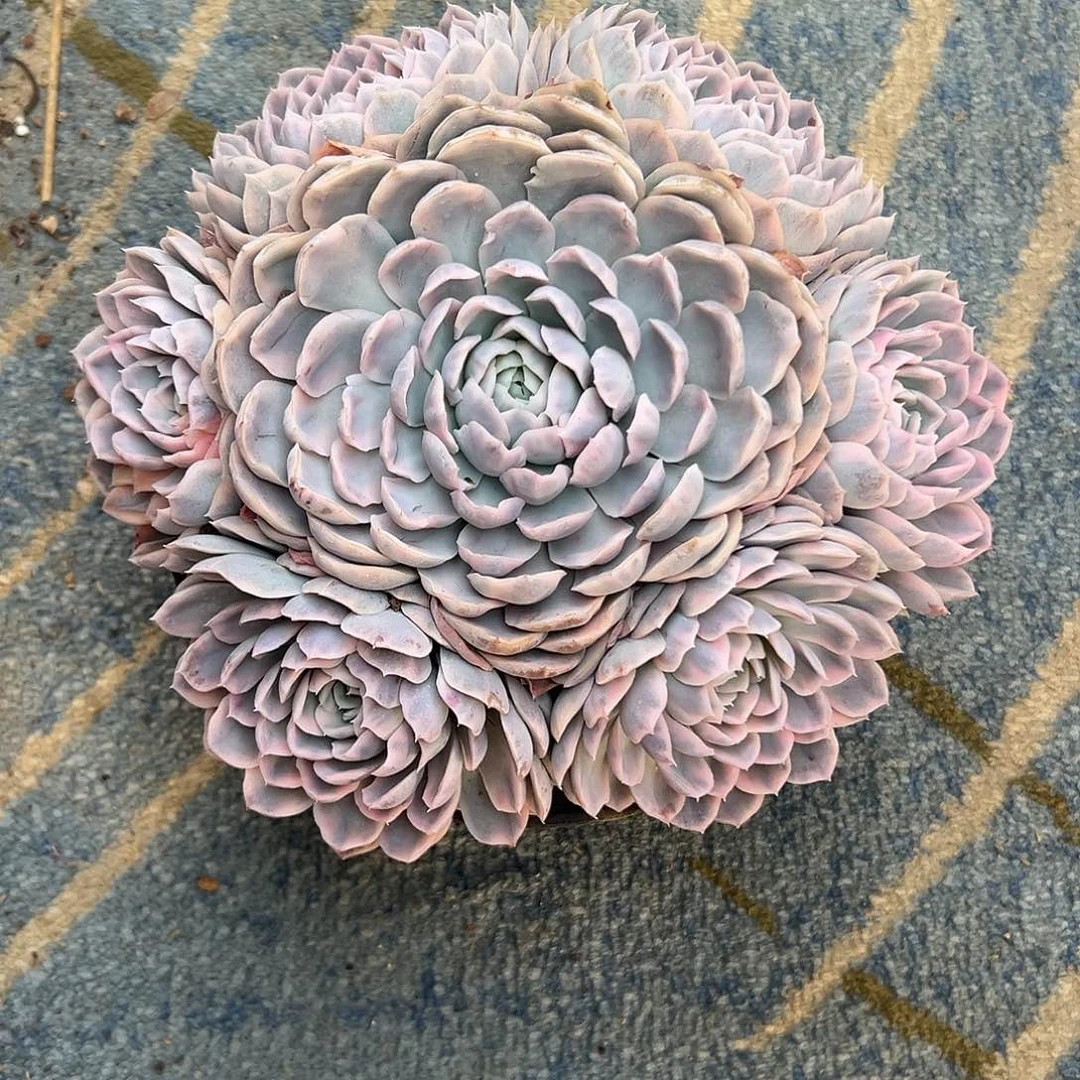 麒***麟雪球锦捧花一物一拍