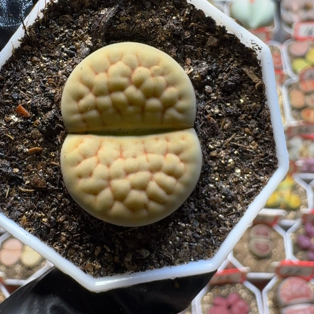 生石花23:：。  257