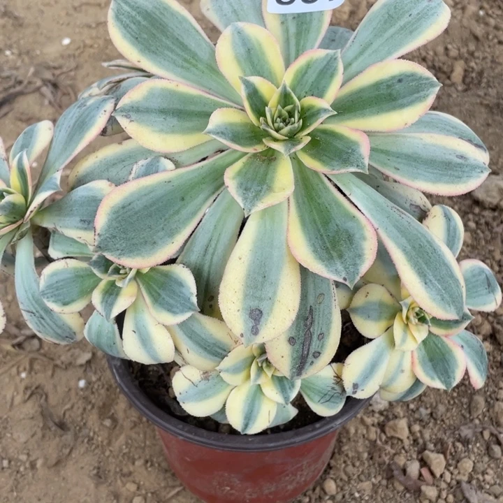 无花朵837多肉植物灿烂