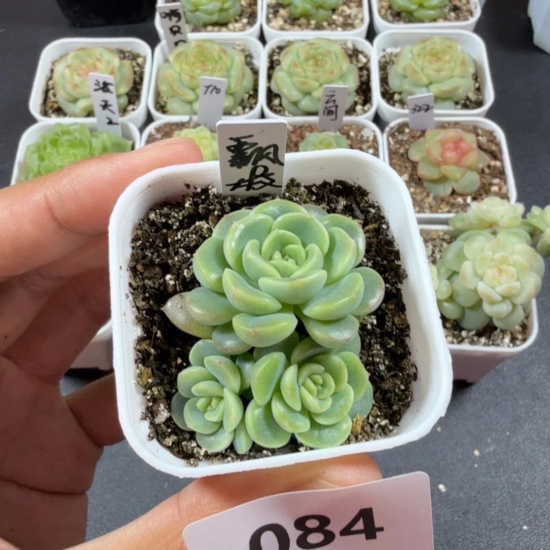 三头甜心飘枝一物一拍084