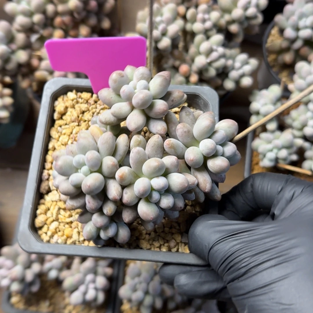 小桃花奶111111111111111111