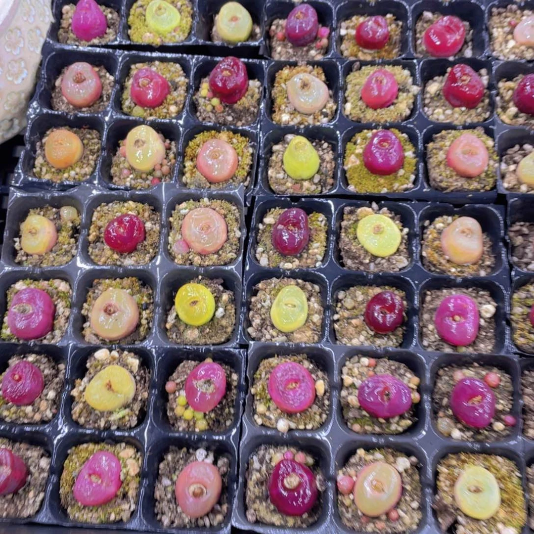 量拍1号 六年精品毛汉尼六个