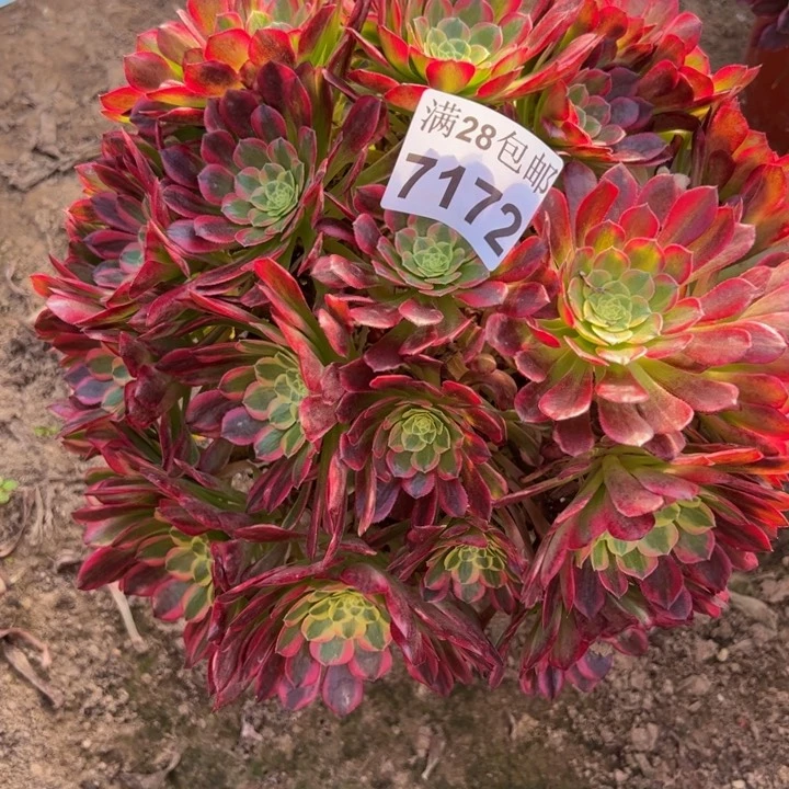 7172朝霞多肉植物