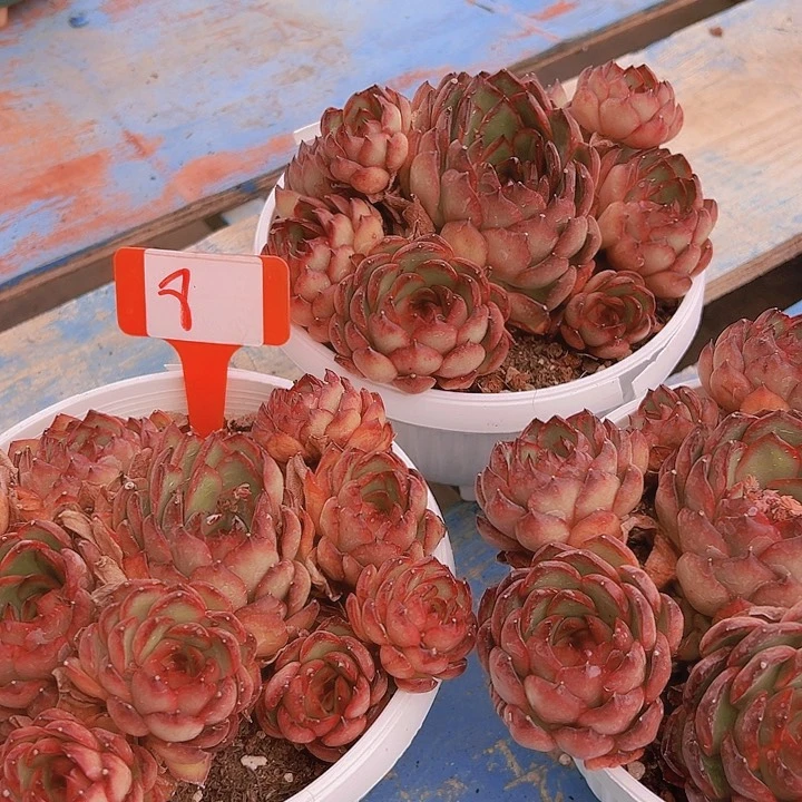 8宝丽一个脱土多肉