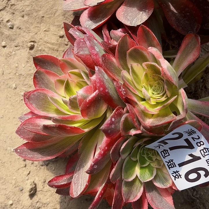 倾城变异2716多肉植物法师