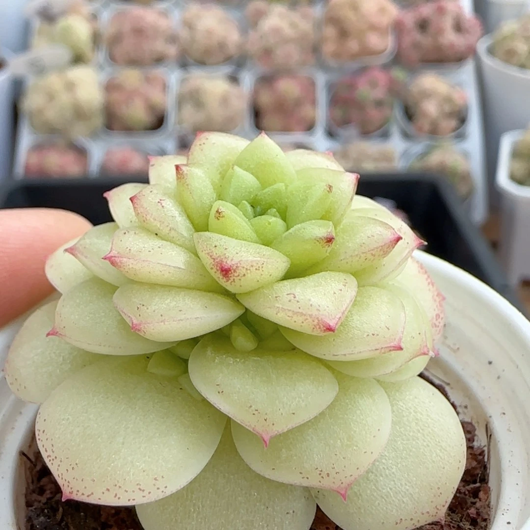 【闪购商品】0219-19优选麦杆