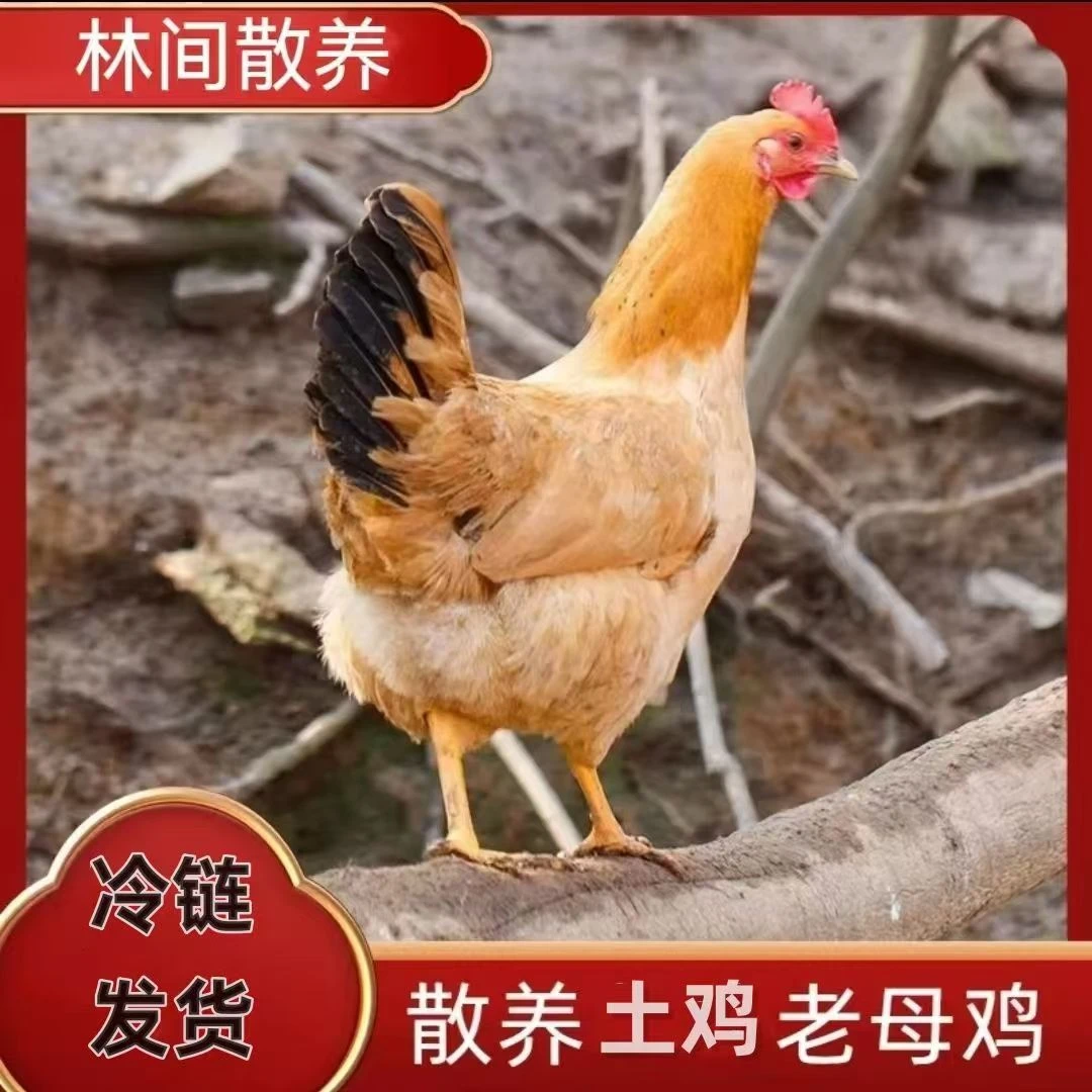 【优品】正宗三黄鸡散养土鸡农家跑地鸡笨鸡整鸡生鲜现宰