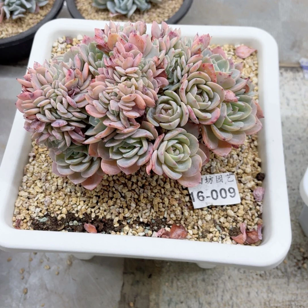 倩**寻16.009海棠花树缀