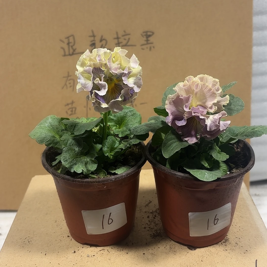 完全开放Aaaaaa16