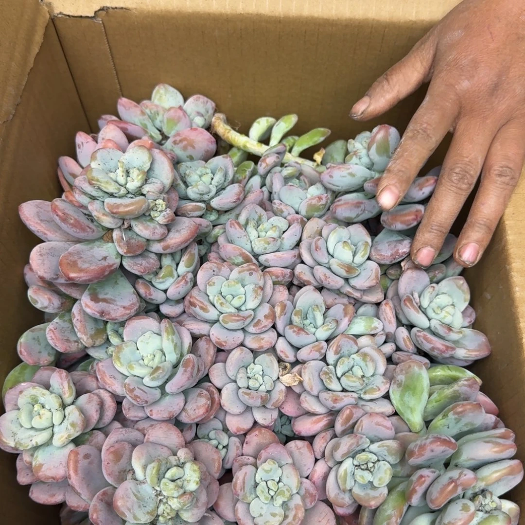 多肉砍头 不包损4842