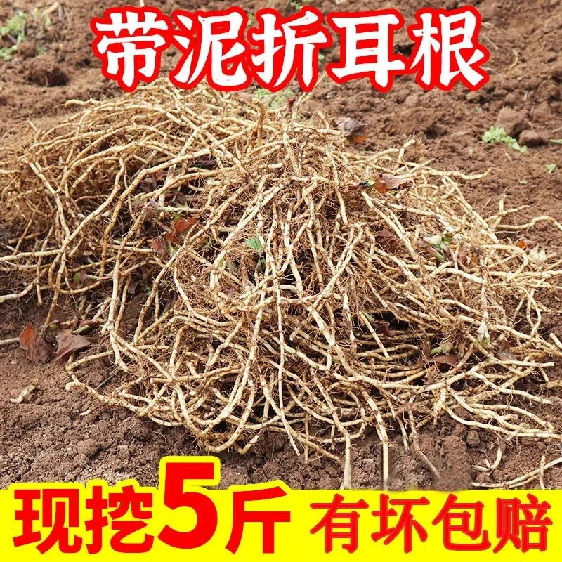 泥巴根折耳根新鲜鱼腥草新鲜嫩根未洗带泥可食用可做种子种根