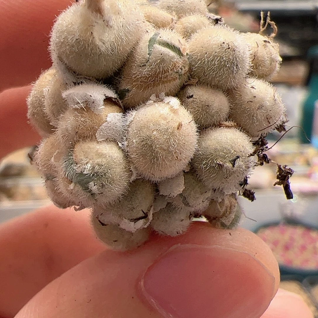 【闪购商品】115 开播福利