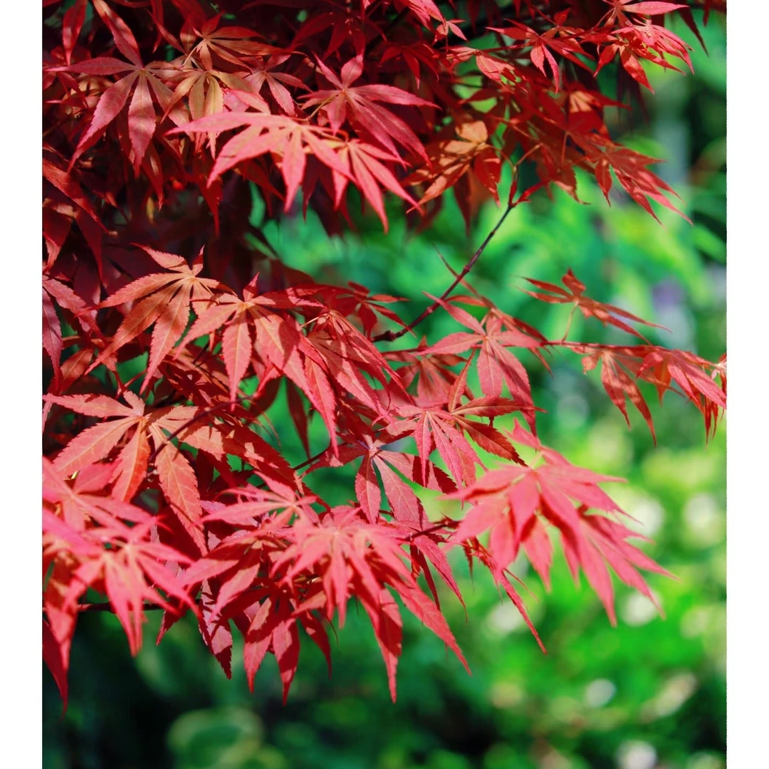 精品红枫一物一拍 浇水就能活