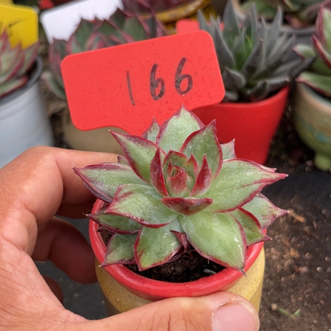 惊鸿仙子多肉植物166