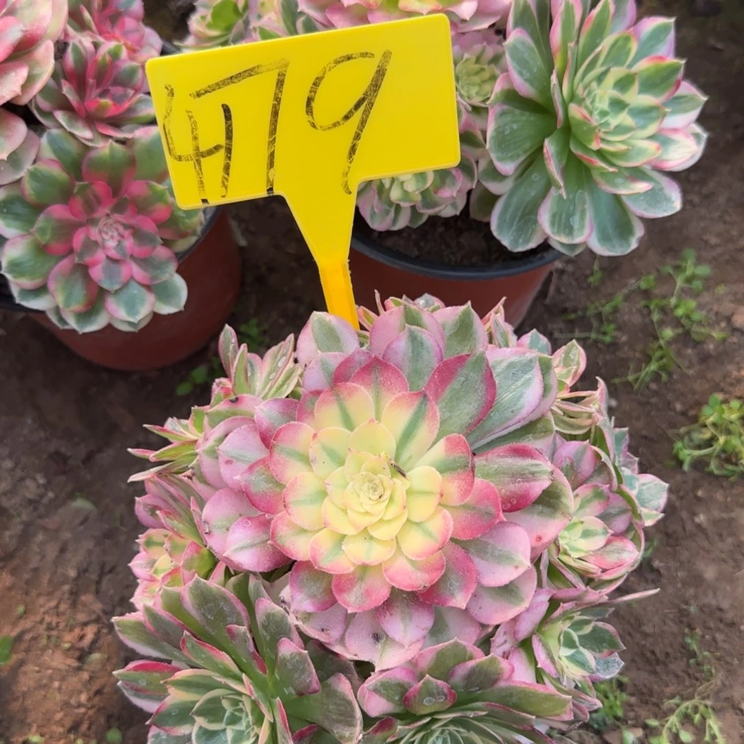 4179--海王多肉植物