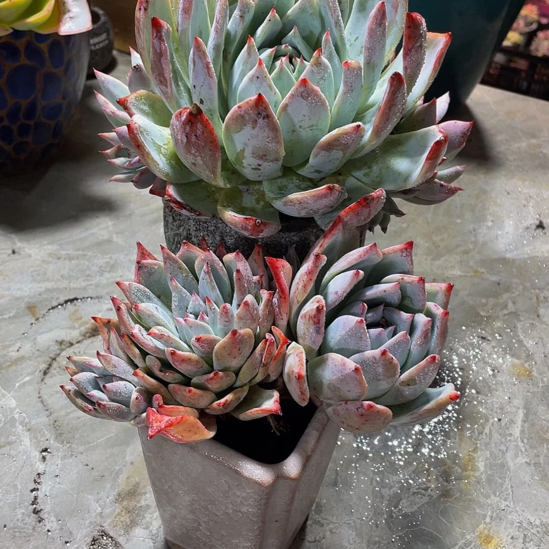 雨***！卡系多肉植物群2颗