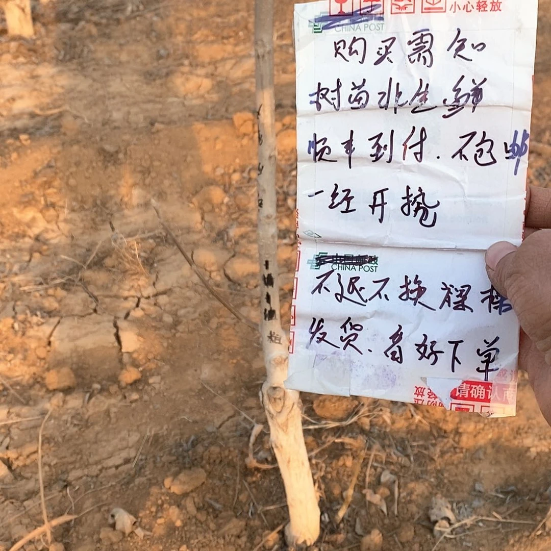 文玩核桃把件峰粗筋