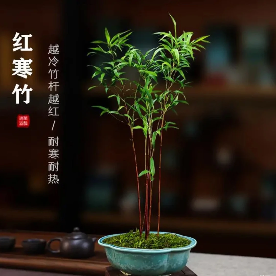 红寒竹朱竹养护紫寒竹室内绿植禅意小竹子盆栽庭院观赏竹绿植