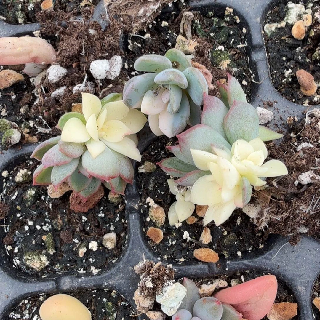 叶插锦苗处理，多肉植物