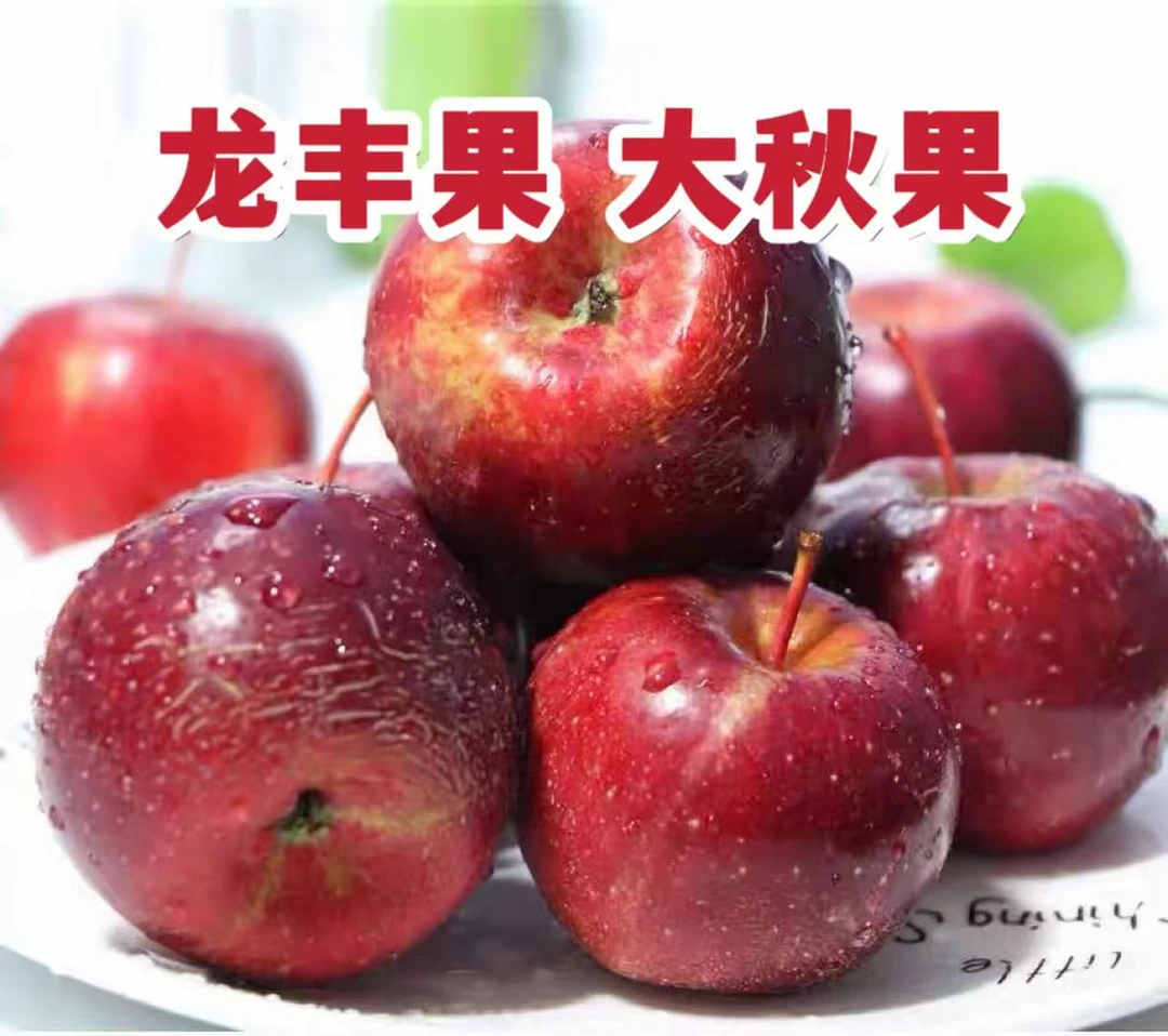 东北大秋果龙丰果现摘现发