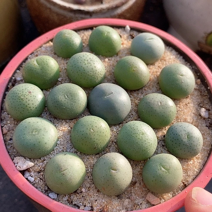 19520小拳拳样本一颗