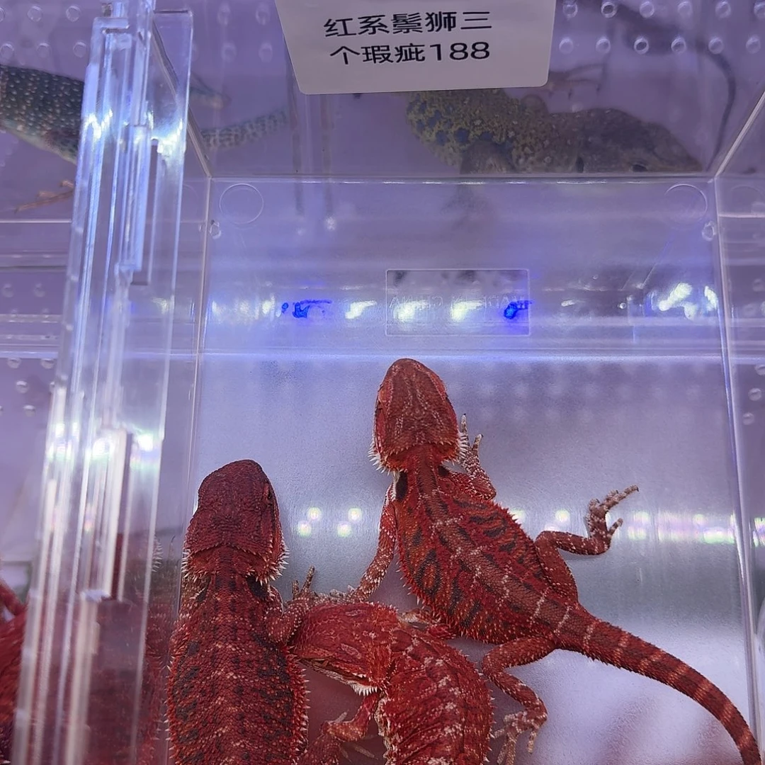 鬃狮蜥瑕疵鬃狮特价188三个