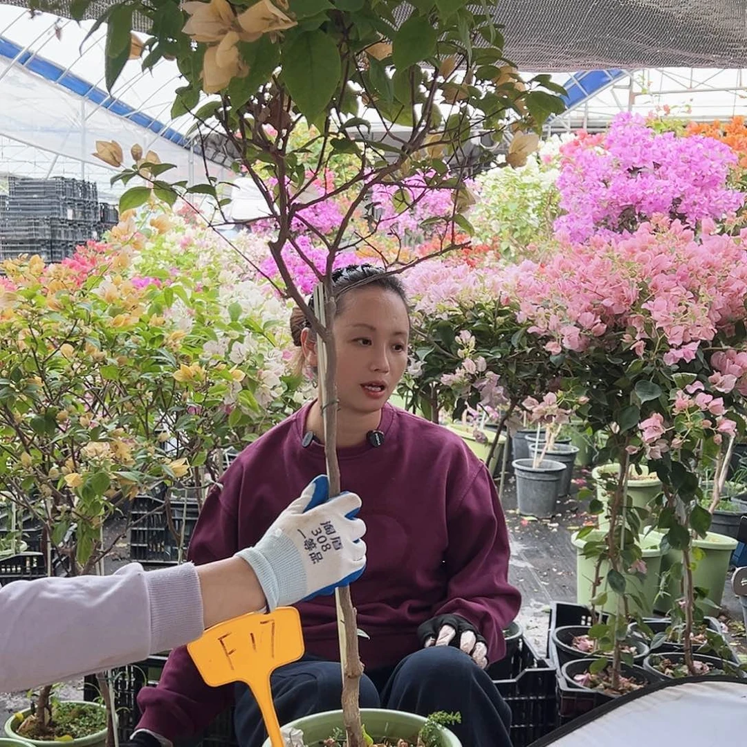 抬***猪大部分花苞少量开放F17苏瓦娜