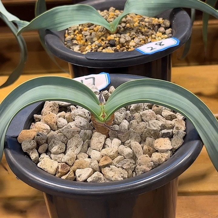 潮流植物百岁兰17