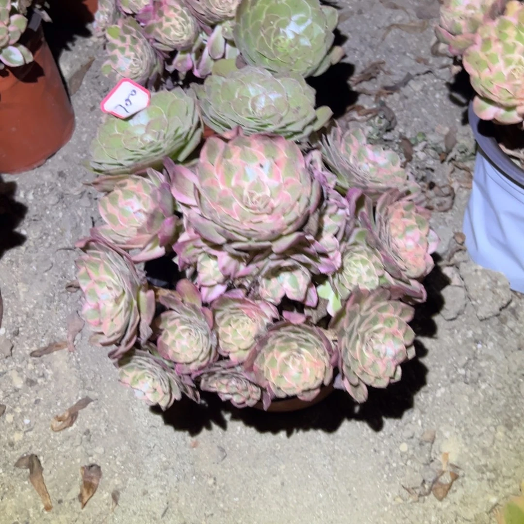 700多肉植物云荷阴阳
