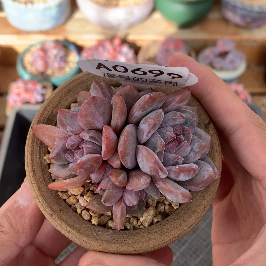 A0699 开播福利 星影小群 有砍 7.5cm