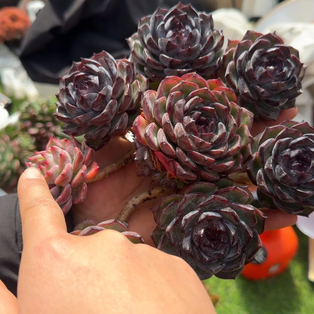 蓝色妖姬锦多肉植物000009999