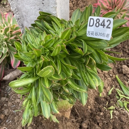 842碧螺春缀有瑕疵多肉植物